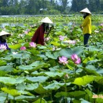lotus-mekong-delta-tour